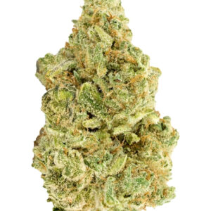 Versus - White Widow - Flower