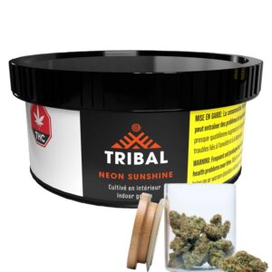 Tribal - Neon Sunshine - Flower